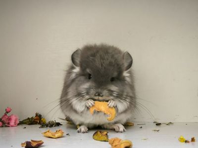 Продам Ангорських шиншил