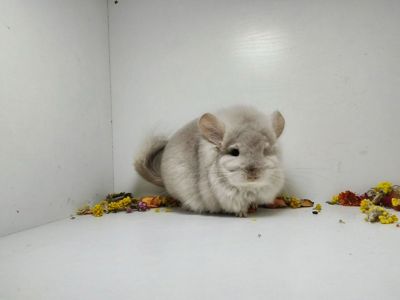 Продам Ангорських шиншил