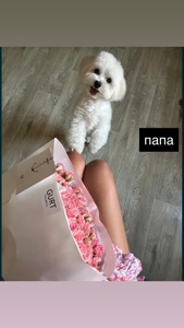 Щенки мальтийская болонка