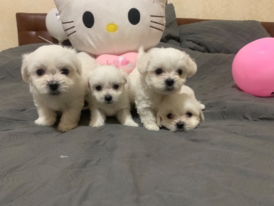 Щенки мальтийская болонка