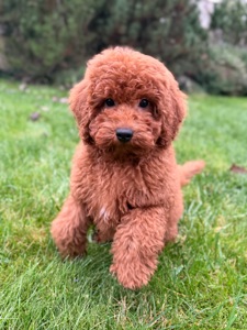 Пудель мальчик ред Браун