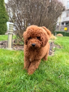 Мальчик пудель