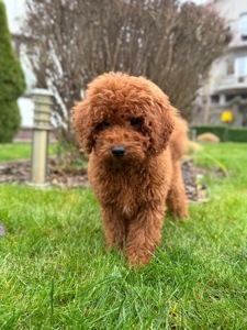 Мальчик пудель