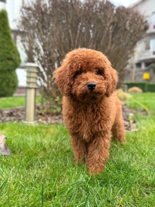 Хлопчик пуделя