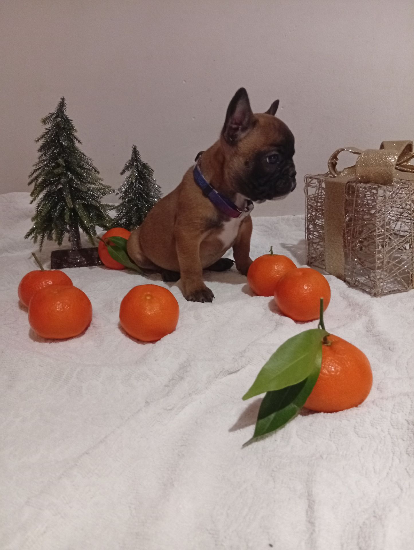 Хлопчик французького бульдога