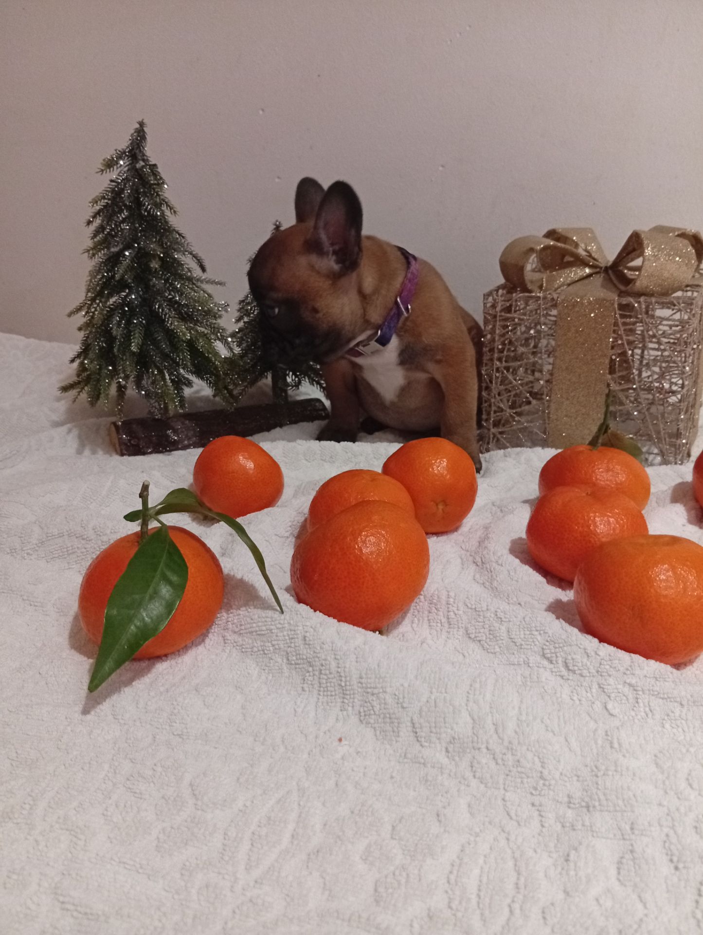 Хлопчик французького бульдога