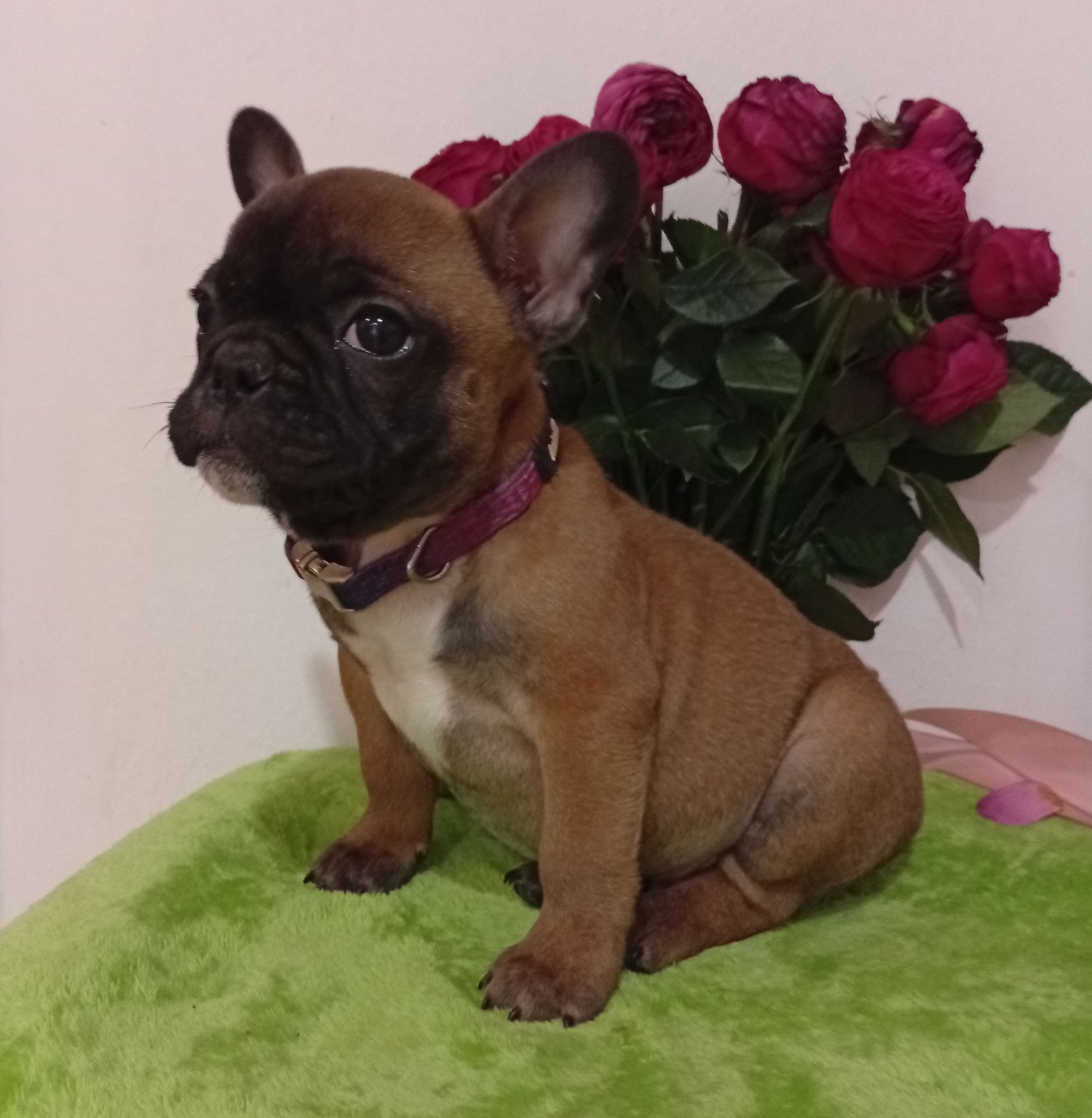 Хлопчик французького бульдога