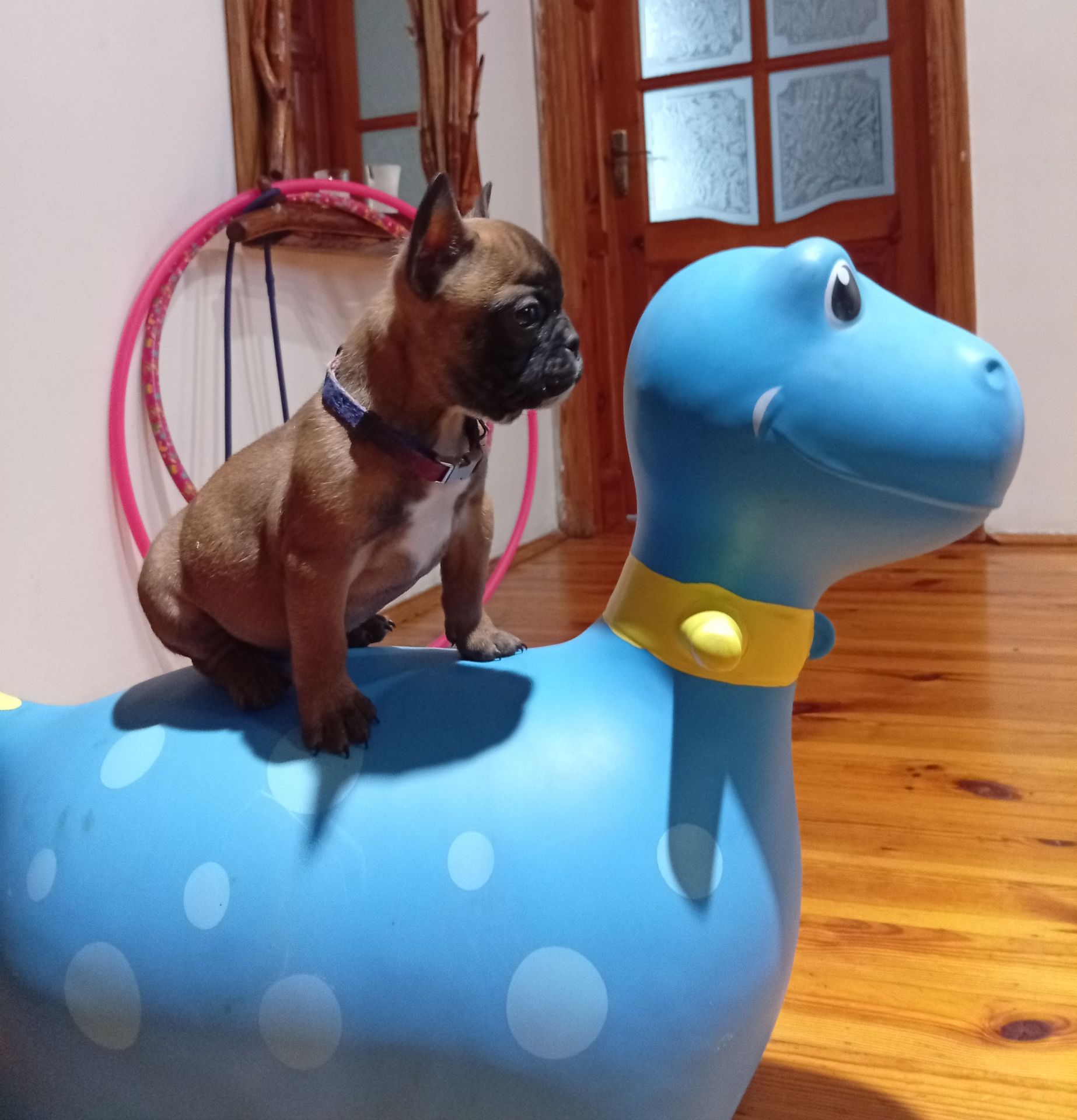 Хлопчик французького бульдога