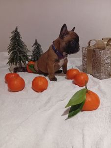 Хлопчик французького бульдога