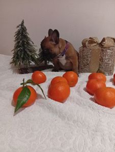 Хлопчик французького бульдога