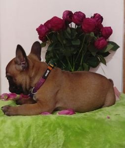 Хлопчик французького бульдога