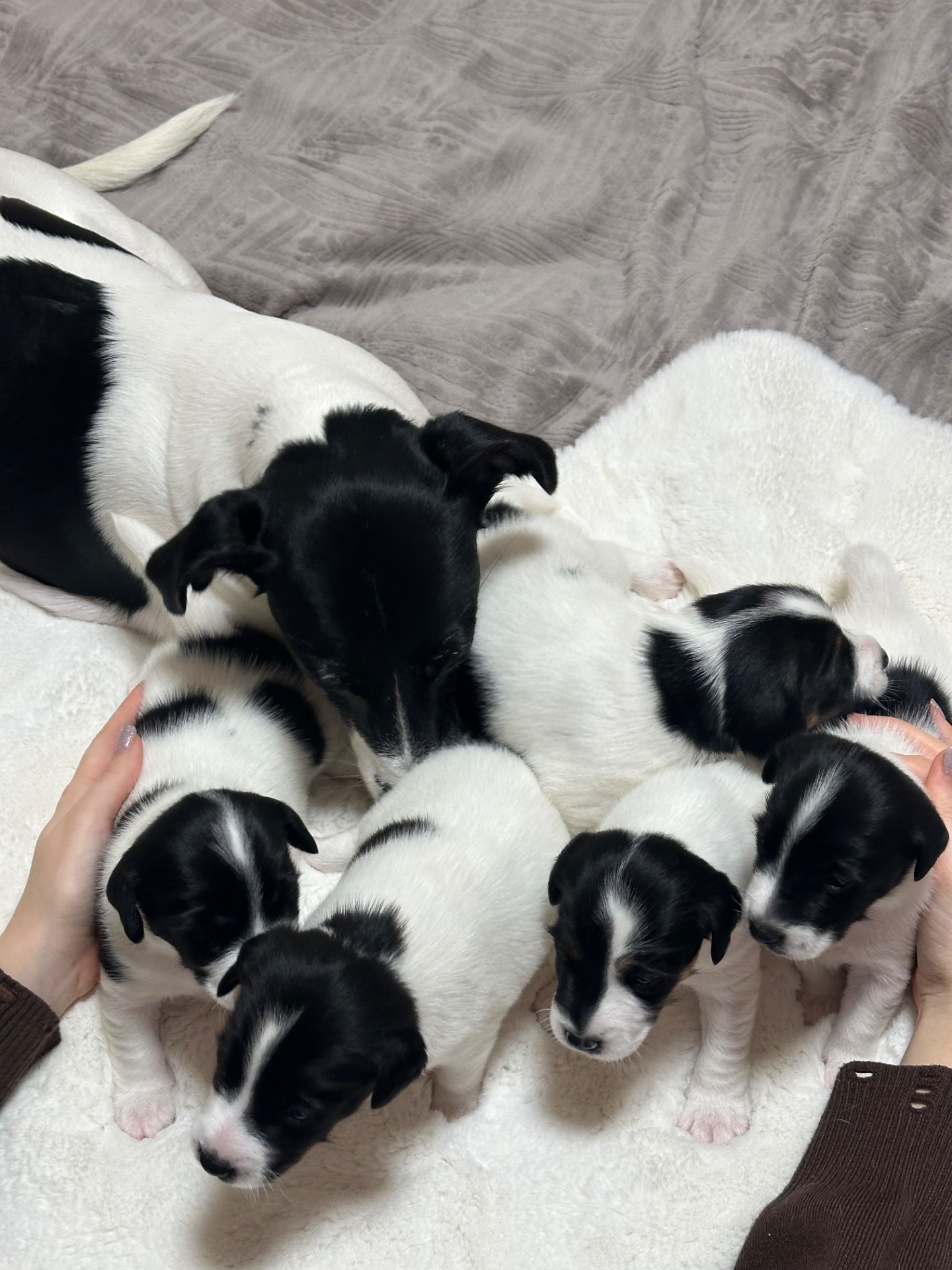 Джек Расел Терьєр (Парсон)