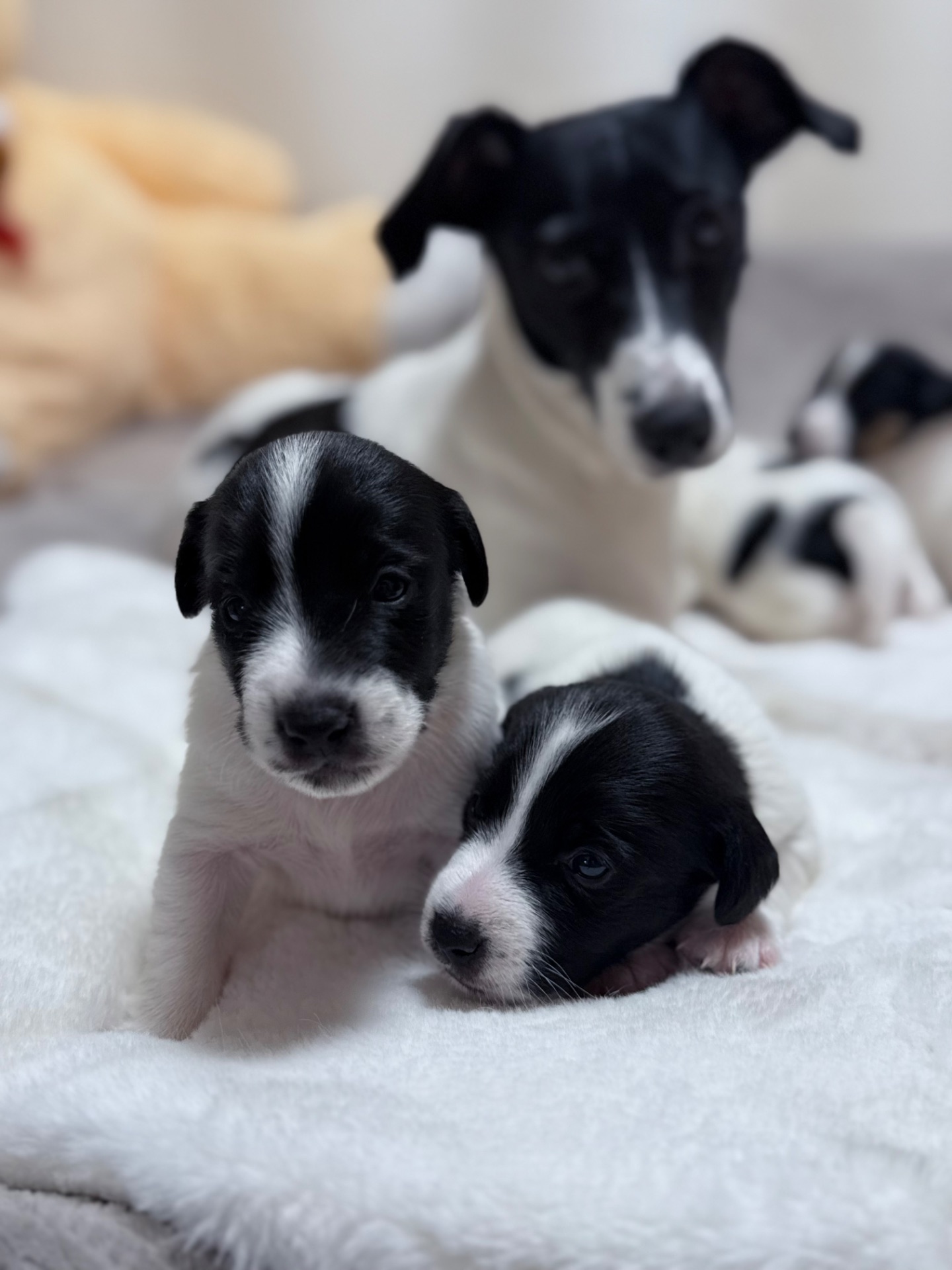 Джек Расел Терьєр (Парсон)