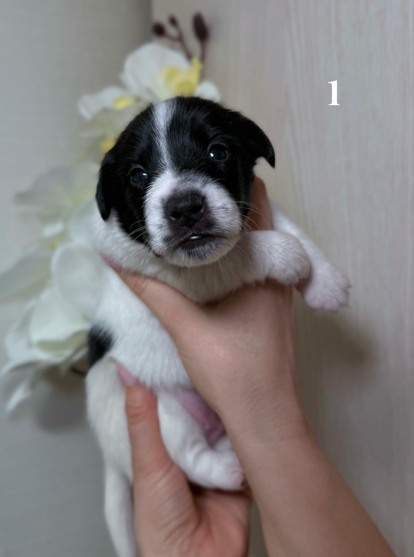 Джек Расел Терьєр (Парсон)