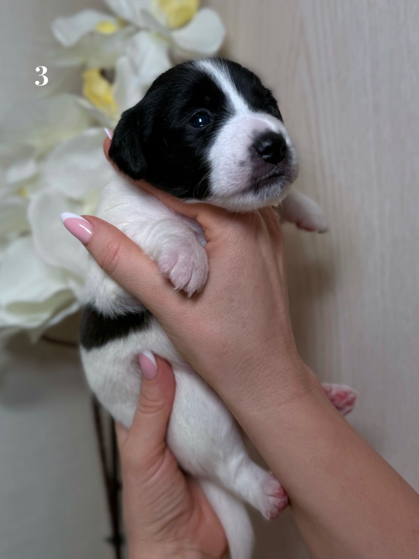 Джек Расел Терьєр (Парсон)