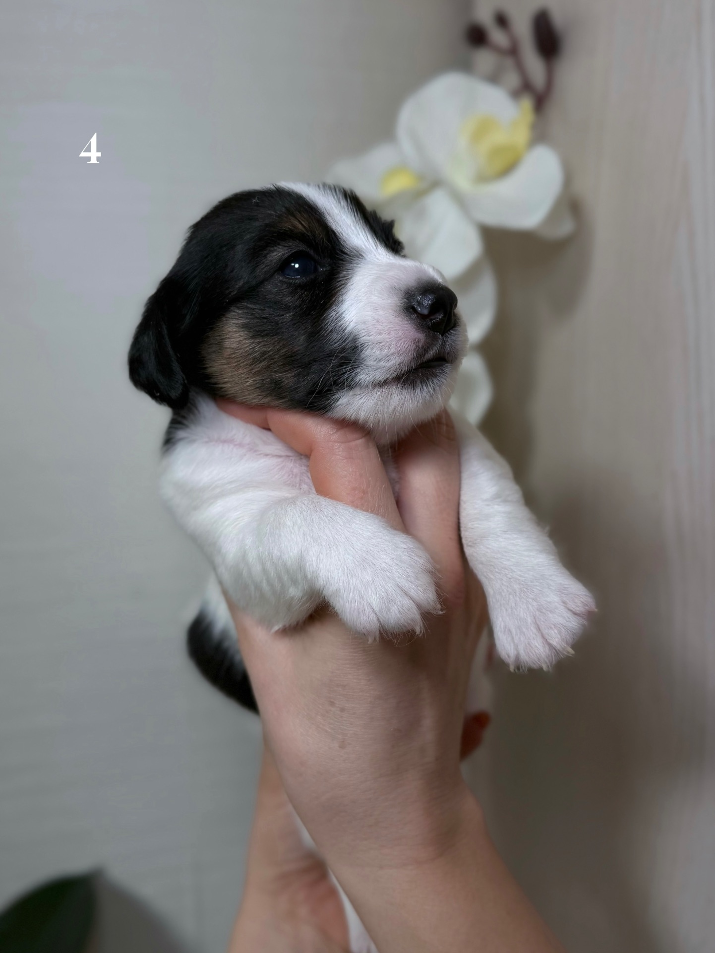 Джек Расел Терьєр (Парсон)