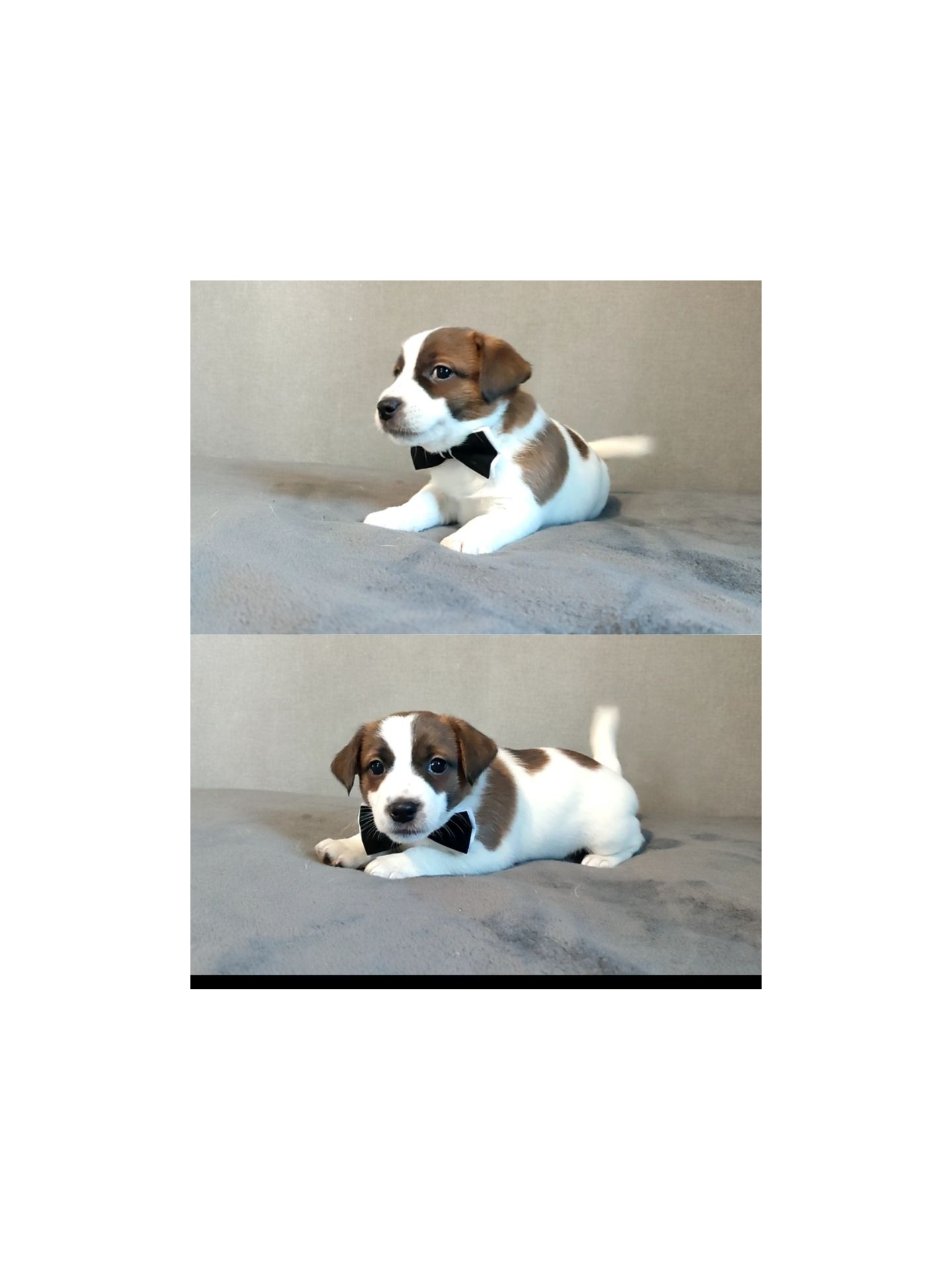 Клубні Джек Рассел тер'єр 2 міс, Документи, родословна