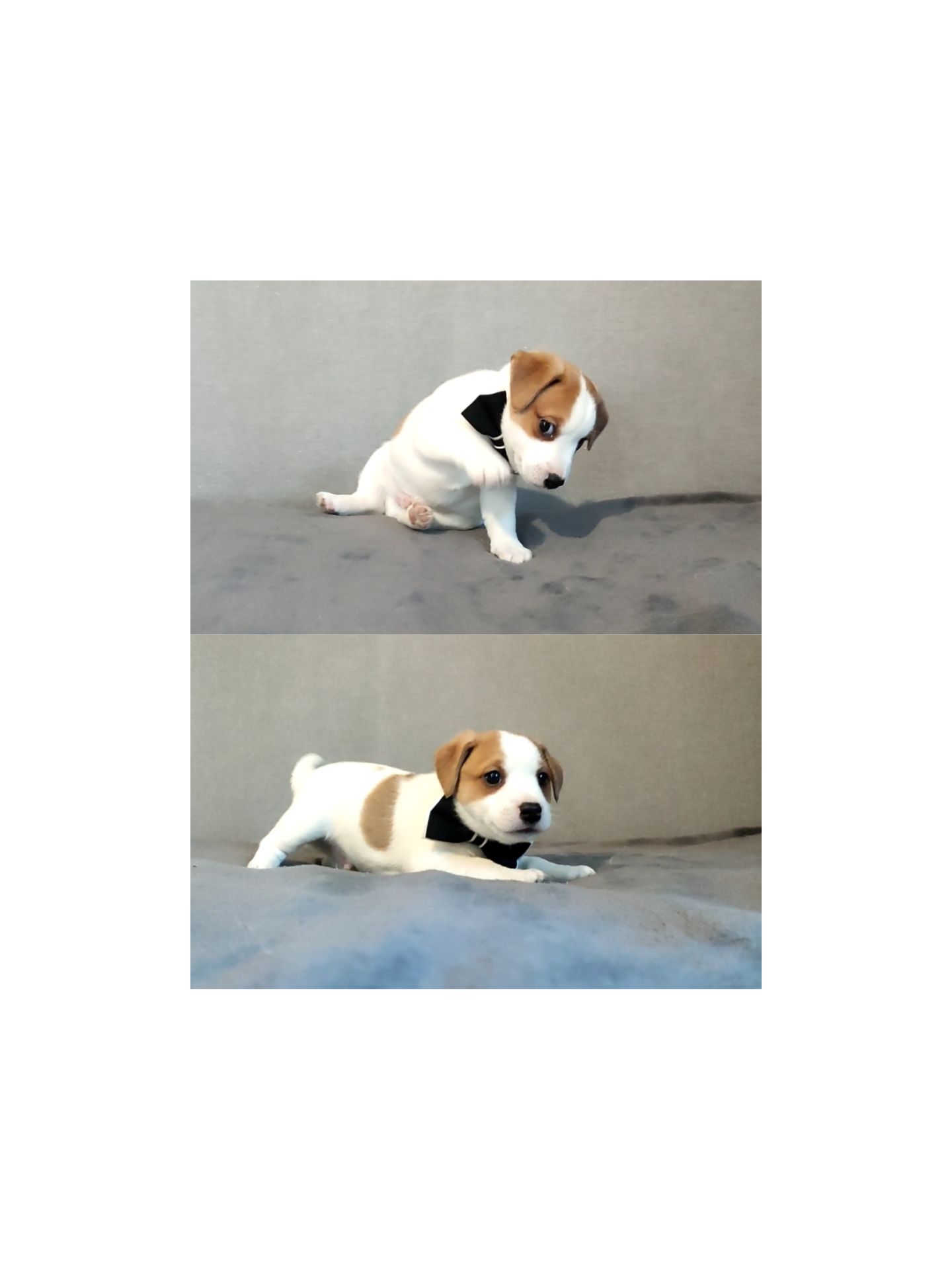 Клубні Джек Рассел тер'єр 2 міс, Документи, родословна