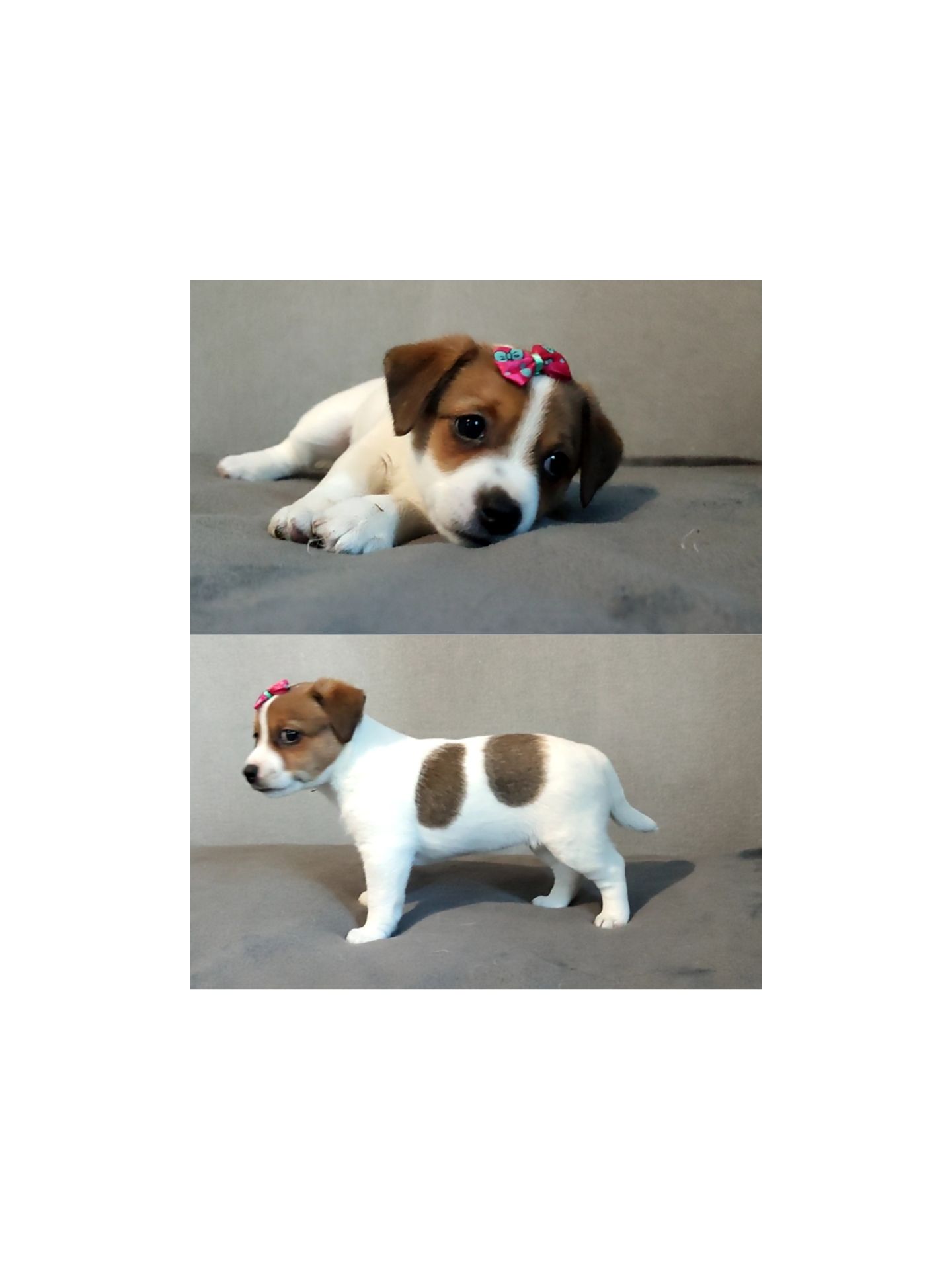 Клубні Джек Рассел тер'єр 2 міс, Документи, родословна