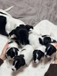 Джек Расел Терьєр (Парсон)