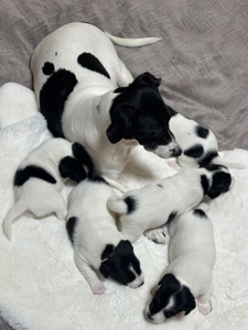 Парсон Расел Терьєр!!!