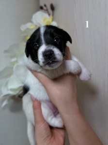 Джек Расел Терьєр (Парсон)