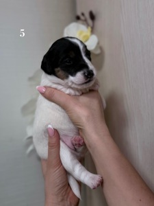 Парсон Расел Терьєр!!!