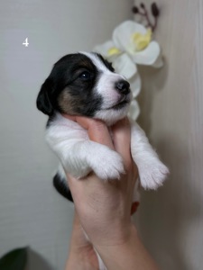 Джек Расел Терьєр (Парсон)