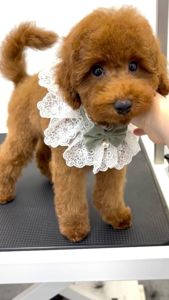 Дівчинка карликового пуделя