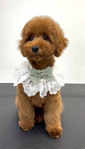 Дівчинка карликового пуделя