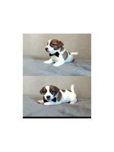 Клубні Джек Рассел тер'єр 2 міс, Документи, родословна