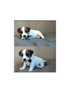 Клубні Джек Рассел тер'єр 2 міс, Документи, родословна