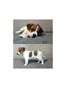 Клубні Джек Рассел тер'єр 2 міс, Документи, родословна