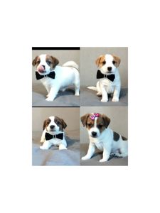 Клубні Джек Рассел тер'єр 2 міс, Документи, родословна