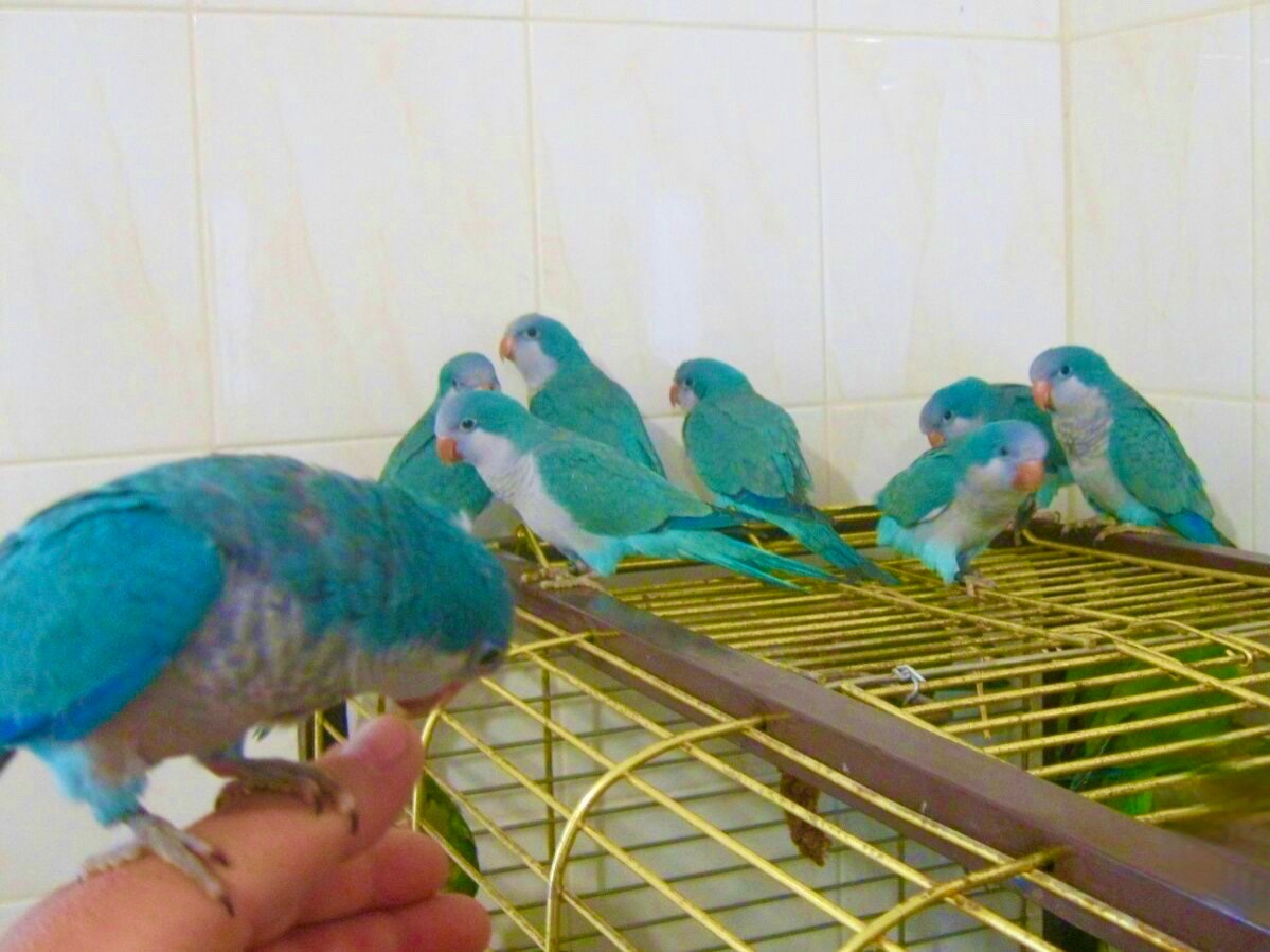 Сині папуги монах квакер каліта