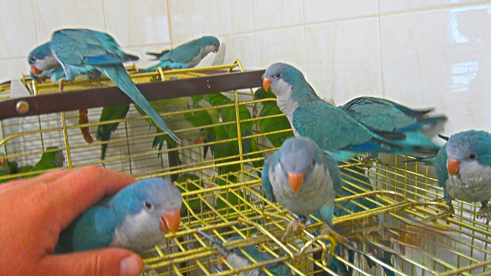 Сині папуги монах квакер каліта