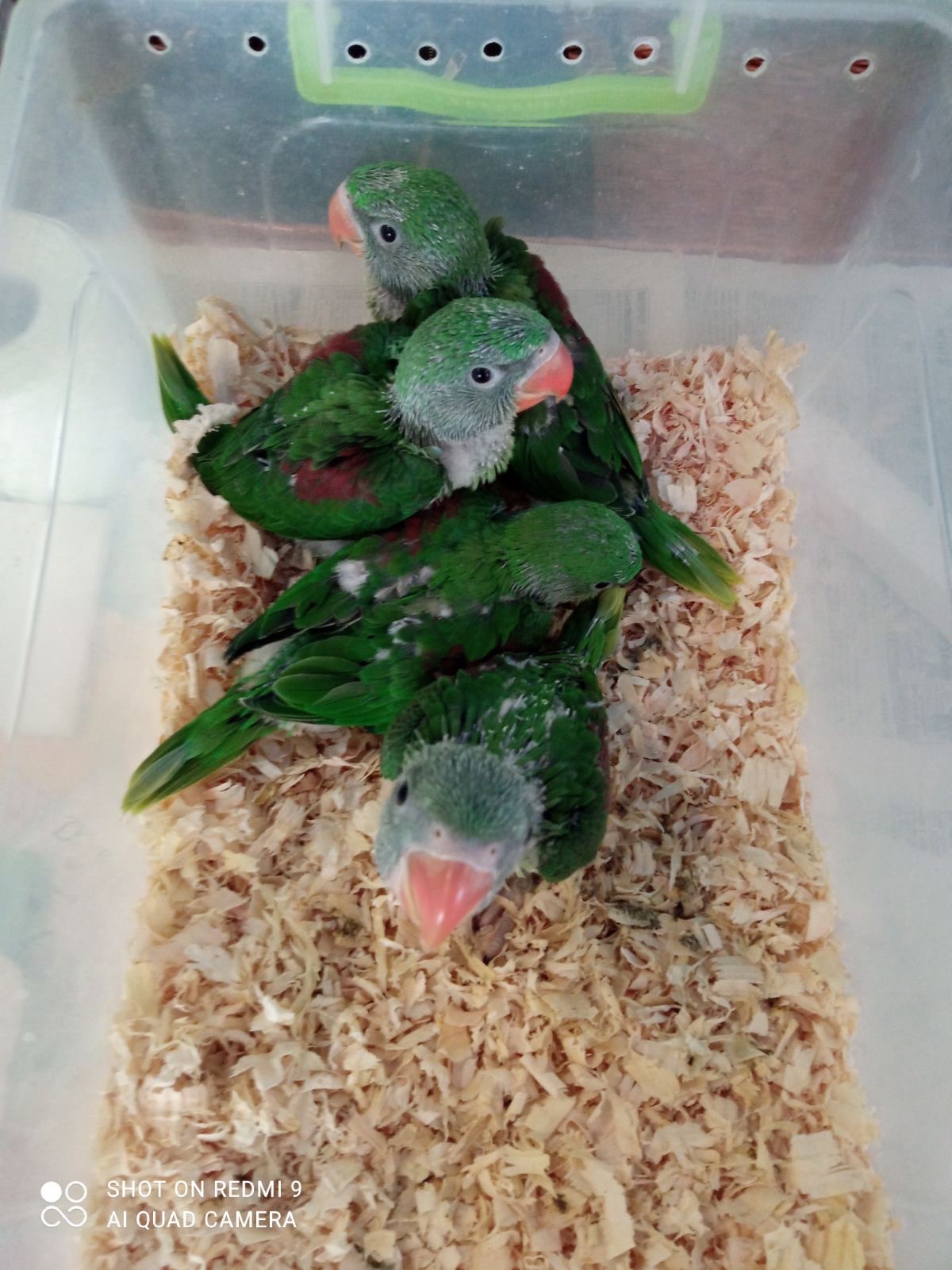 Малюки папуги Олександре