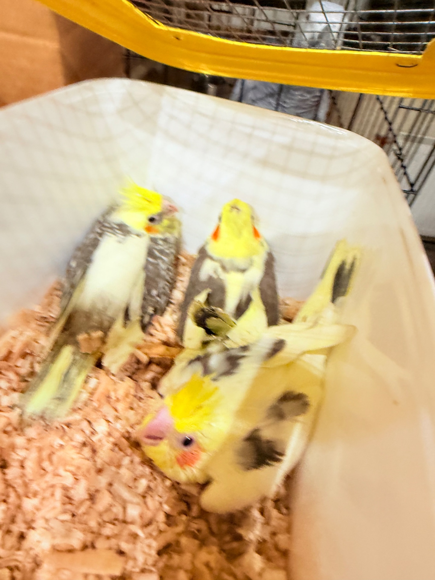 Корелла гарні малюки з хохолком