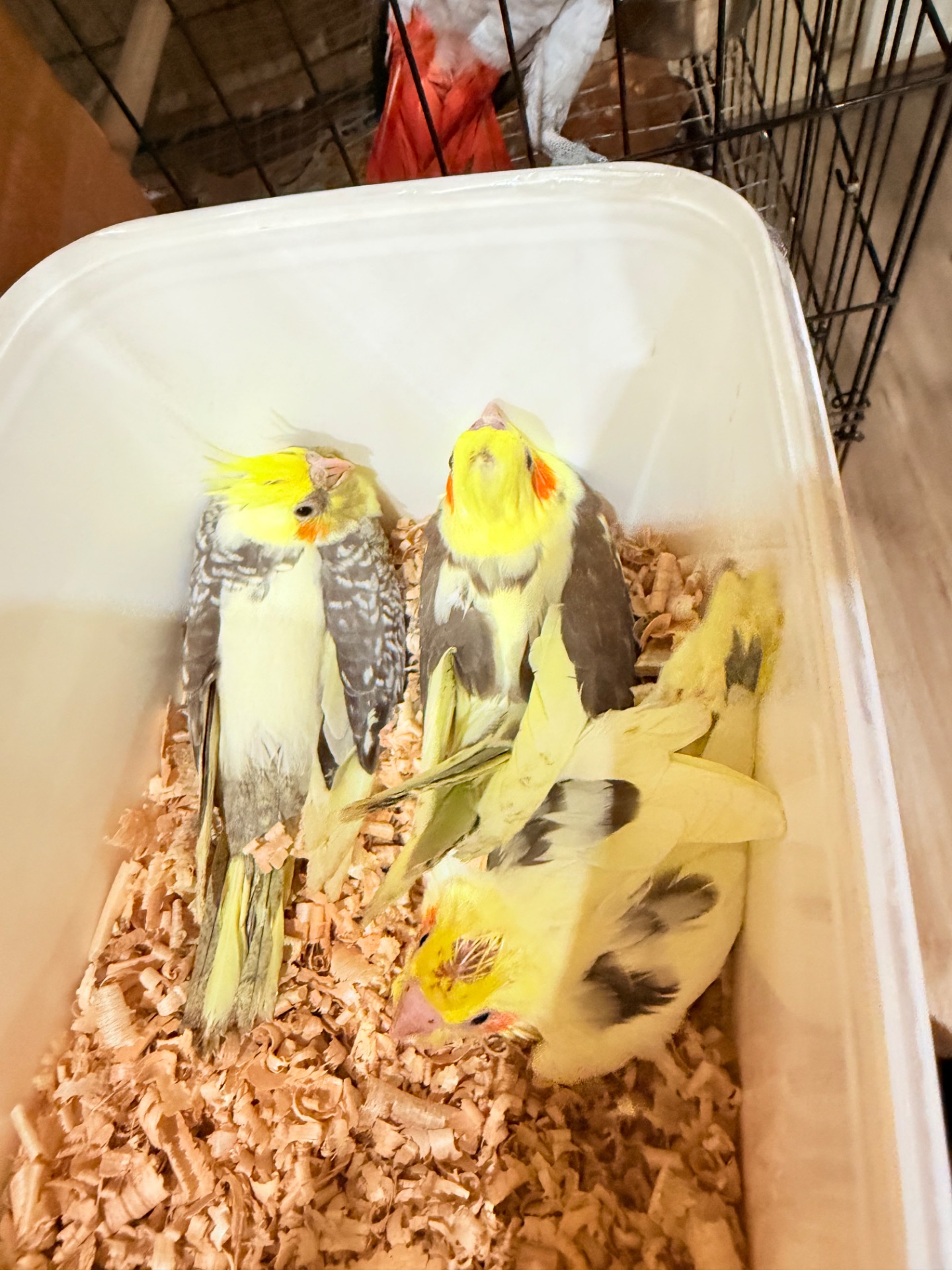 Гарненькі молоді папужки Корелла, пташенята викормиші