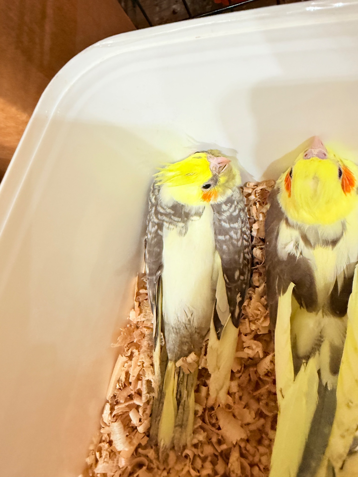 Гарненькі молоді папужки Корелла, пташенята викормиші