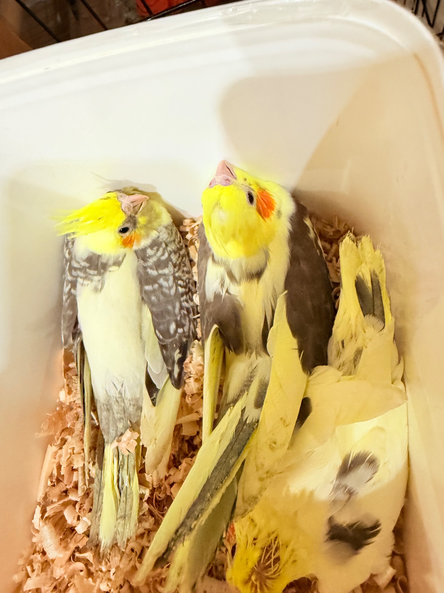 Гарненькі молоді папужки Корелла, пташенята викормиші