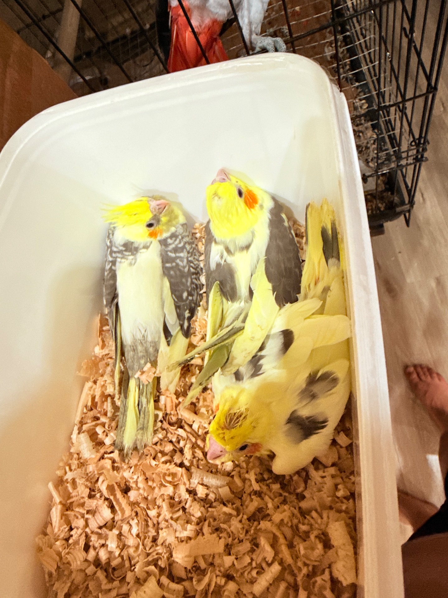 Гарненькі молоді папужки Корелла, пташенята викормиші