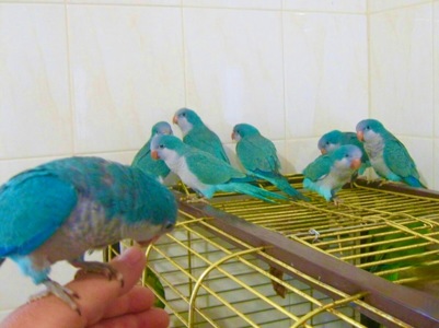 Сині папуги монах квакер каліта