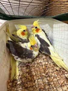 Грайливі пташенята папуги Корелла максимально молоді