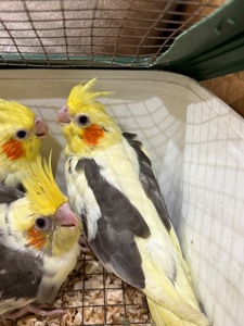 Грайливі пташенята папуги Корелла максимально молоді