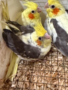 Грайливі пташенята папуги Корелла максимально молоді