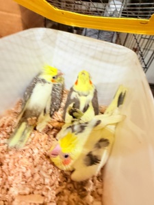 Корелла гарні малюки з хохолком