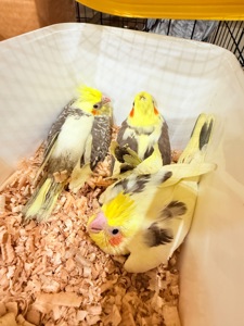 Корелла гарні малюки з хохолком