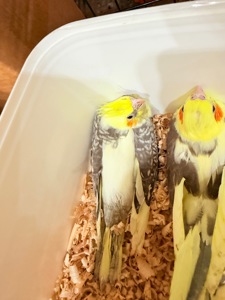 Гарненькі молоді папужки Корелла, пташенята викормиші