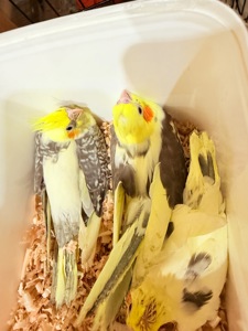 Гарненькі молоді папужки Корелла, пташенята викормиші